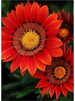 Ayc Botanik Kırmızı Gazanya Çiçek Tohumu 10 15 Adet