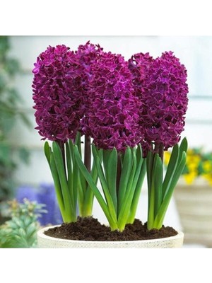 Ayc Botanik Bordo Sümbül Tohumu