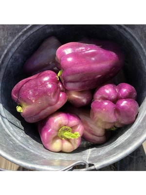 Ayc Botanik 20 Adet Sweet Sunrise Mor Dolmalık Biber Tohumu