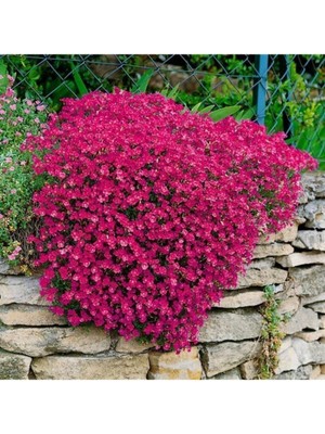 Ayc Botanik 15 Adet Kırmızı Renkli Sarkan Obrizya Çiçeği Tohumu