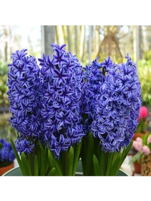 Ayc Botanik 10 Adet Mor Sümbül Tohumu