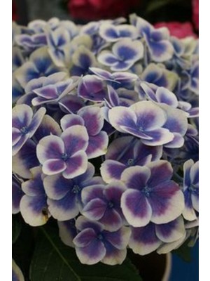 Ayc Botanik Ebruli Mor Ortanca Çiçeği Tohumu- 10 15 Adet