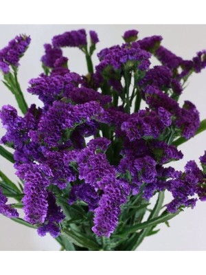 Ayc Botanik Mor Deniz Lavantası Lımonıum Çiçek Tohumu 10 15 Adet