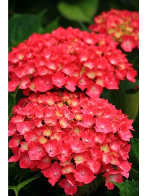 Ayc Botanik 15 Adet Kırmızı Renkli Ortanca Çiçeği Tohumu