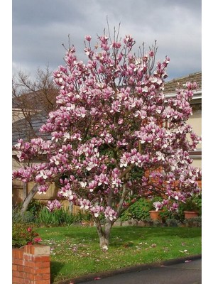 Ayc Botanik Yaprak Döken Pembe Manolya Ağacı Tohumu  3 Adet