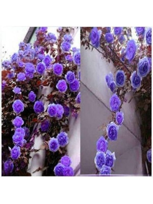 10 Adet Mor Sarmaşık Gül Tohumu