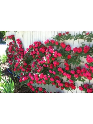 10 Kırmızı Sarmaşık Gül Tohumu