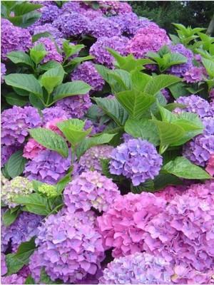 Ayc Botanik Pembe Karışık Ortanca Çiçeği Tohumu-10 15 Adet