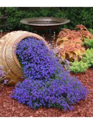 10 Adet Mor Renkli Sarkan Lobelya Çiçek Tohumu