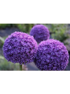 Ayc Botanik 10 15 Adet Mor Snowball-Kartopu Çiçek Tohumu