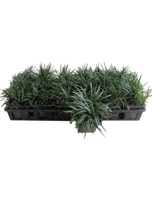 TNC Garden Groups Osmanlı Çimi - Ophiopogon Japonicus - 50 Adet