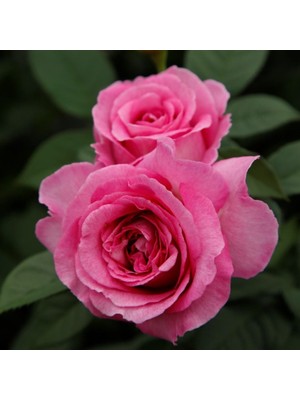 Fidan Sepetim Frulein Maria Gül Fidanı - Pembe