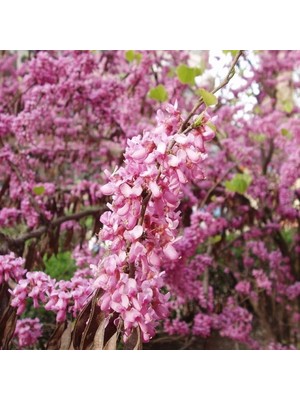 Fidan Sepetim 2 Yaş Erguvan Fidanı 'cercis Siliquastrum'