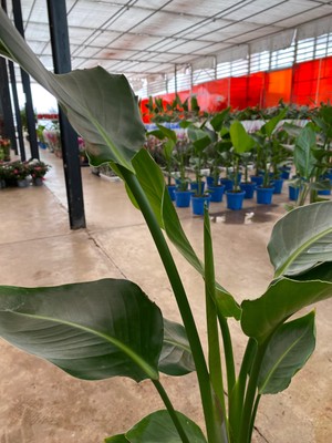 My Çiçekçim Starliçe Iki Köklü ( Strelitzia ) 80 - 100 cm Ev Ofis Salon Bitkisi