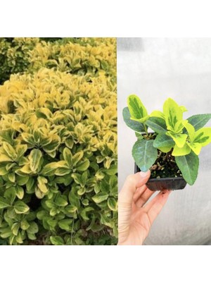 Retro Çiçekçilik 4 Adet Saksıda Gold Taflan Fidanı