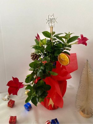 Garden Box Hediyelik Kırmızı Mandevilla Sarmaşığı Süslemeli Yılbaşına Özel(Kozalak+Portakal)