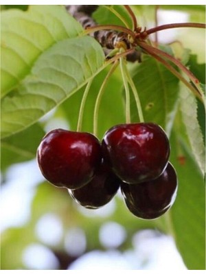 Turkuaz Fidancılık North Wonder Kiraz Fidanı