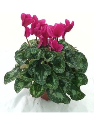 Garden Box Sıklamen / Tavşan Kulağı / Cyclamen Koyu Fuşya Hediyelik Bitki