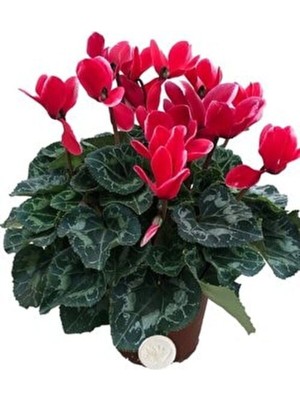 Garden Box Canlı Sıklamen Kırmızı Rengi Büyük Boy Hediyelik Bitki