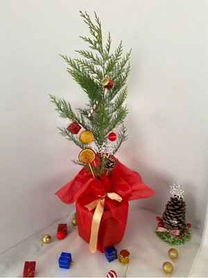 Garden Box Yılbaşına Özel Yılbaşı Ağacı Leylandi Çamı Süslemeli 40-60CM(PORTAKAL+KOZALAK Dahil)