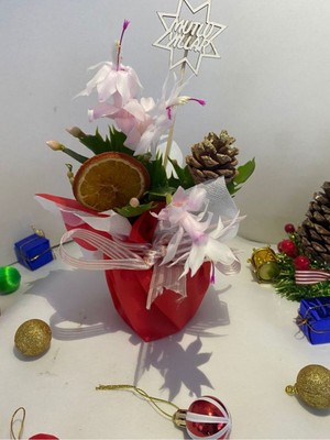 Garden Box Beyaz Renk Yılbaşı Çiçeği Hediyelik Yılbaşına Özel Hediye Paket+Kozalak- Portakal