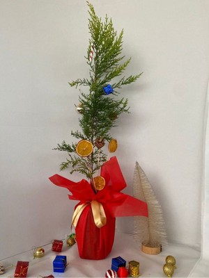 Garden Box Yılbaşı Ağacı Limon Çamı Yılbaşına Özel Hediye Paketli 40-60CM(PORTAKAL+KOZALAK)