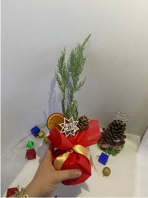 Garden Box Yılbaşı Hediyesi Mini Boy Yılbaşı Ağacı Süslemeli Portakal+Kozalak DAHILDIR15-30CM