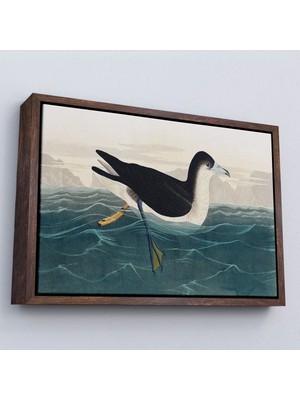 Çerçeveli Robert Havell, John James Audubon Esmer Kuş TABLOSU-7034