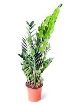 Zamia Zamioculcas Zamiifolia  Zeze Çiçeği Ev Ofis Salon Iç Mekan Bitkisi 60 cm