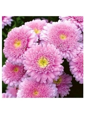 15 Adet Şeker Pembesi Çift Çiçekli Aster Çiçek Tohum