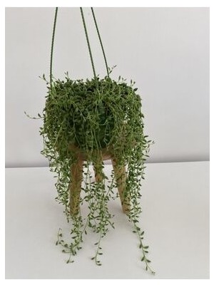 Tesbih Çiçeği - Senecio