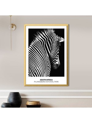 Zebra 8 Çerçeve ve Poster - H1054