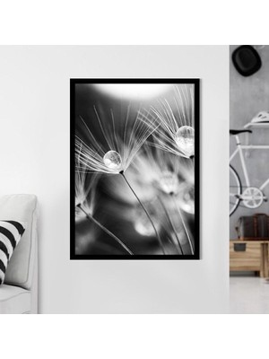 Yağmur Damlalı Karahindiba 4 Çerçeve ve Poster - SB1112