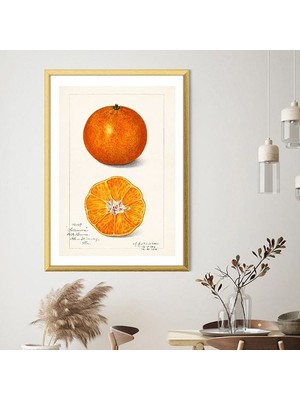 Mandalina 2 Çerçeve ve Poster - MT1100