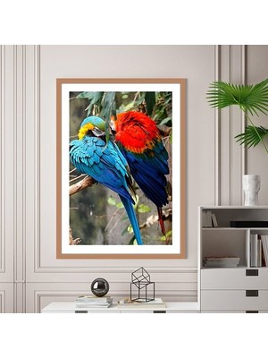 Papağanlar 1 Çerçeve ve Poster - H1038