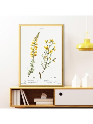 Cytisus Bitkisi 1 Çerçeve ve Poster - MT1098