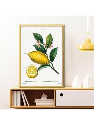 Limon 2 Çerçeve ve Poster - MT1073