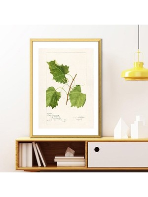 Üzüm Yaprağı 1 Çerçeve ve Poster - MT1106