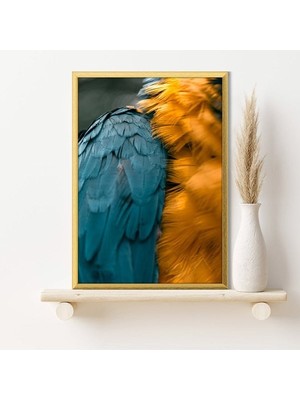 Turuncu & Mavi Papağan Tüyleri 1 Çerçeve ve Poster - H1026