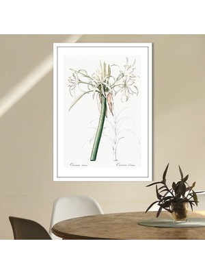 Hymenocallis Bitkisi 1 Çerçeve ve Poster - MT1107