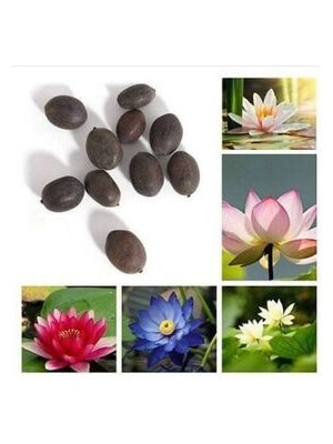 Köy Tohumları Beyaz Kokulu Lotus (Nilüfer) Çiçeği Tohumu 3 Adet – Türkiye Üretimi, İlkbahar Dikimine Uygun