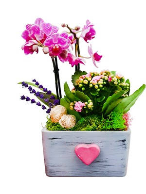 Çiçek Seli Pink Dream Phalaenopsis & Gri Beton Pembe Kalpli Saksıda Orkide Kalanşo Canlı Bitki Aranjmanı