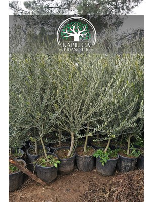 Kaplıca Fidancılık 6 Yaş Saksılı Sofralık Gemlik Zeytin Fidanı 1 Buçuk Metre Boy