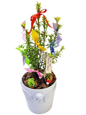 Çiçek Seli Dilek Ağacı & Canlı Bitki Taflan Melek Kanadı Figürlü Seramik Saksıda Aşk Para Sağlık Hediye Çiçek