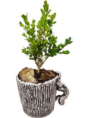 Çiçek Seli Craftwork Serisi Buxus Bonsai & Kulplu Seramik Saksıda Canlı Bitki Şimşir Çiçek Hediye Bakımı Kolay