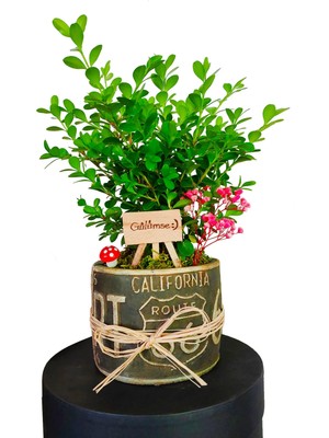 Çiçek Seli Buxus Bonsai Şimşir California Dekoratif Saksıda Gülümse Tabelalı Canlı Çiçek Bahçesi Hediye Bitki