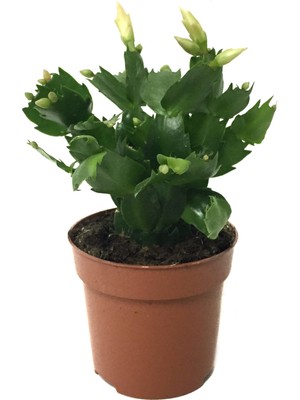 Betonish Schlumbergera 'White' (Yılbaşı Çiçeği)