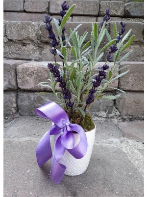 Çiçek Seli Canlı Lavanta Kokulu Bitki Seramik Saksıda & Hediye Çiçek Aromatik Bitki Salon Cicegi