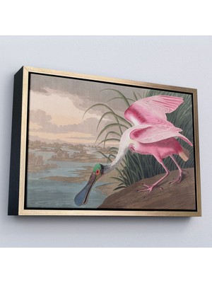 Miyrem canvas Serie  John James Audubon - Pembe Kaşıkçı Kuşu TABLO-7120