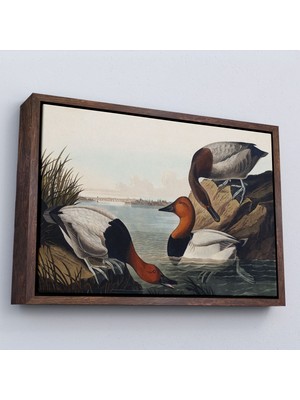 Miyrem canvas Serie  John James Audubon Ördekler TABLOSU-7030